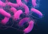 Achilles’ Heel in Drug-Resistant Bacteria Uncovered
