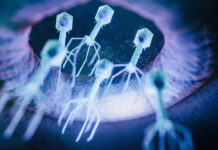 Phages Can Weaponize Selfish Genetic Elements to Outcompete Peers
