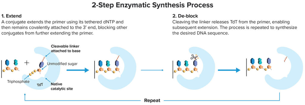 enzymatic DNA synthesis technology