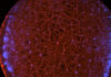 A New Research Toolbox at the Forefront of Genomic Engineering