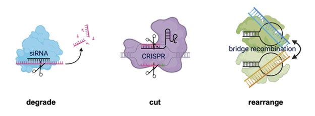 GENBio_Figure1