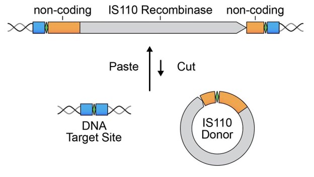 GENBio_Figure3
