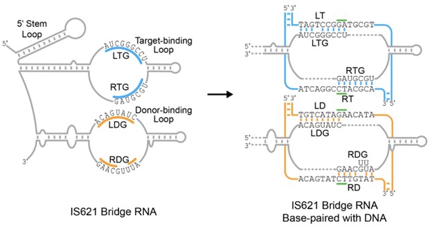 GENBio_Figure4
