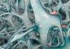 Osteoporosis Treatment Suggested by Bone-Protecting Hormone in Lactating Women