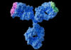 Endpoints: Considerations for Hit to Lead Selection of a Bispecific Antibody in Oncology