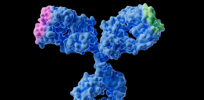 Bispecific antibody