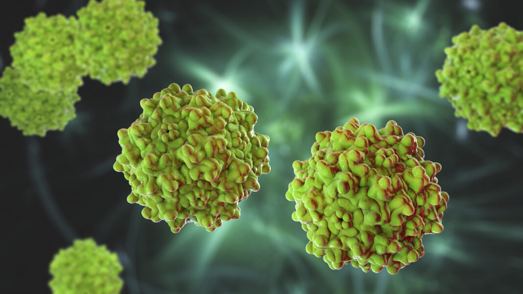 AAV-Adeno-associated-viruses