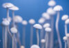 Cranfield University Establishes New Fungal Research Center