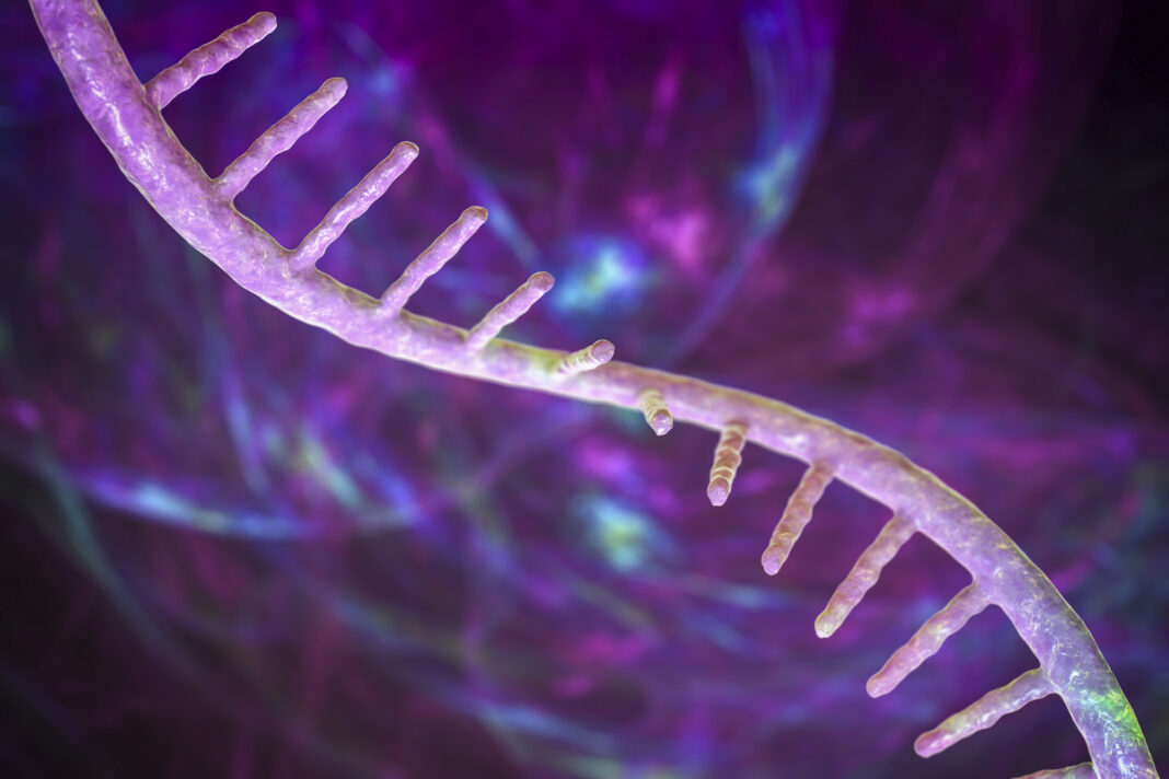 Molecule of mRNA, illustration