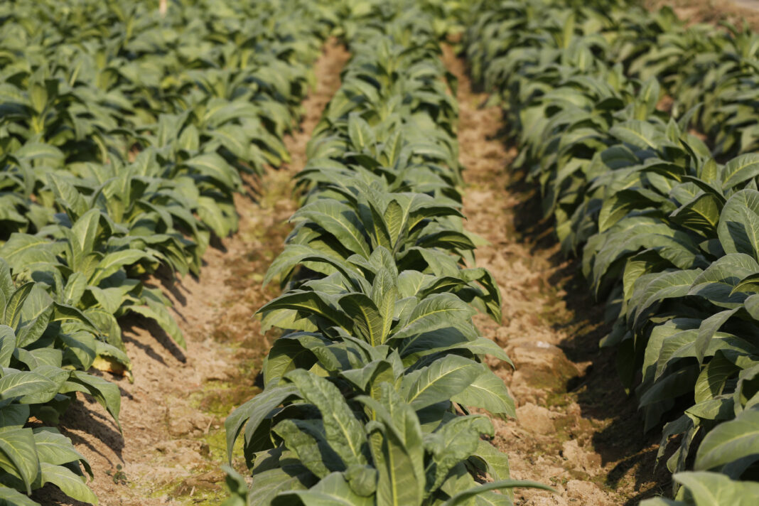 Tobacco Plantation