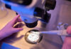 Legend Biotech Obtains Electroporation Technology License from MaxCyte Covering Cell-Based Therapies