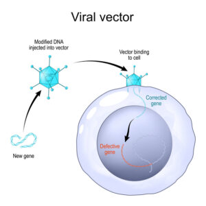 viral vector