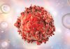 Engineered Human Plasma B Cells Secrete Bispecifics to Treat Leukemia in Mice