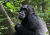 Chimpanzees’ Remedies May Point to Therapeutics for Antibiotic Resistance and Inflammatory Disease