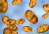 Respiratory Bacteria “Talk” Immune System into Tolerating Infection