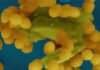 Degradation of Bacterial Cell Wall Key in Spread of Resistance