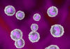 Pathway in Immune Defense Uncovered