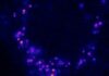 Viral Takeover of Cells Captured with Super-Resolution Microscopy