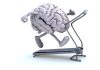 Exercise Promotes Neurogenesis in the Aging Mouse Brain