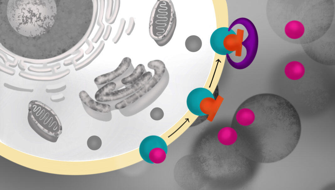 Do Not ReuseNaloxone (orange) treats opioid overdose by kicking out opioids (pink) from the opioid receptor (teal). The newly discovered compound 368 (purple) strengthens the binding of naloxone to the opioid receptor, making it a more effective life-saving medicine.