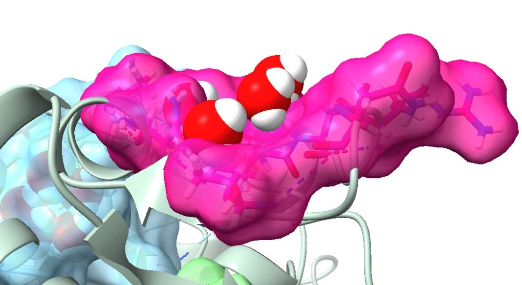 protein surrounded by water molecules