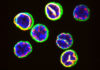 Shape-Shifting T Cells Signal Activity State