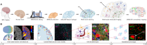The imaging and analysis flow of the technology pipeline with sample images of rich labeling to distinguish large-scale brain structure (left), to circuits, to individual cells to individual synapses (right).